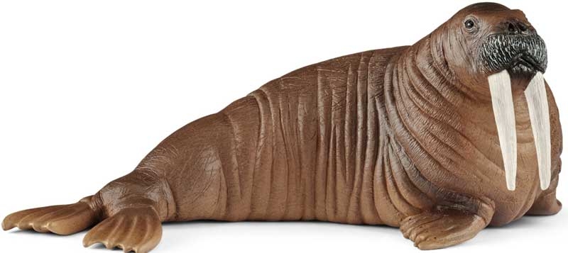 Wholesalers of Schleich Walrus toys